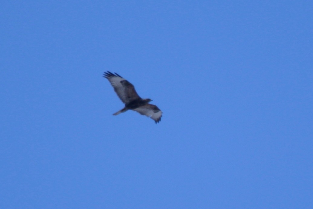 Long-legged Buzzard - Alexandre Hespanhol Leitão