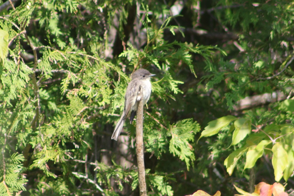 Eastern Phoebe - ML606053731