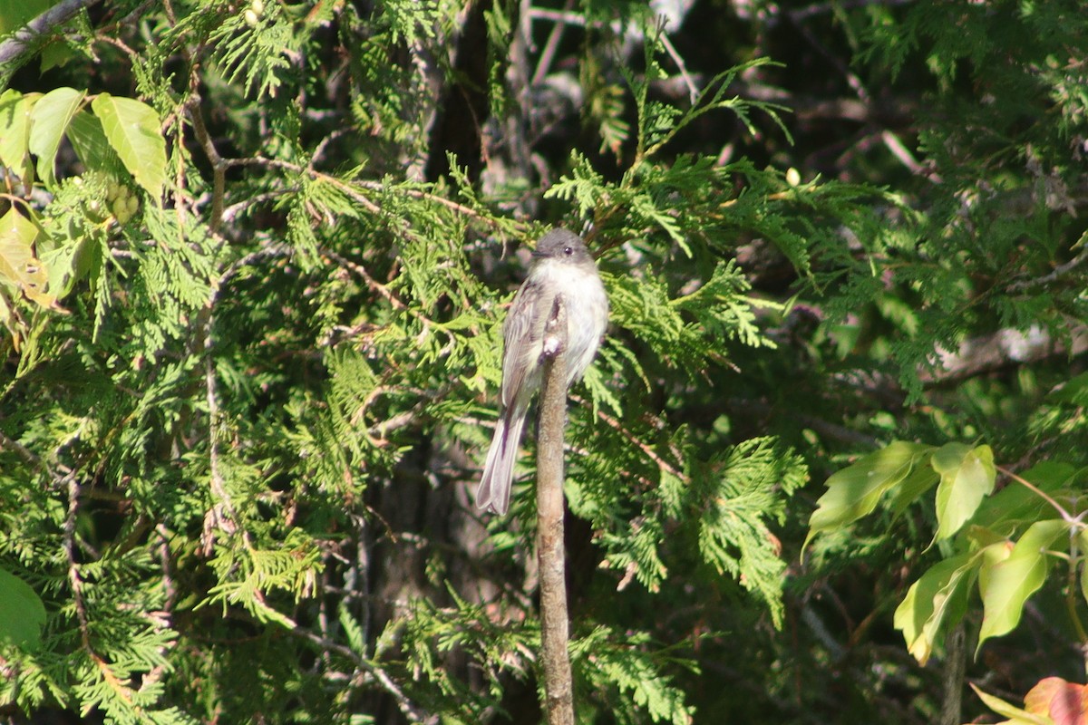 Eastern Phoebe - ML606053741