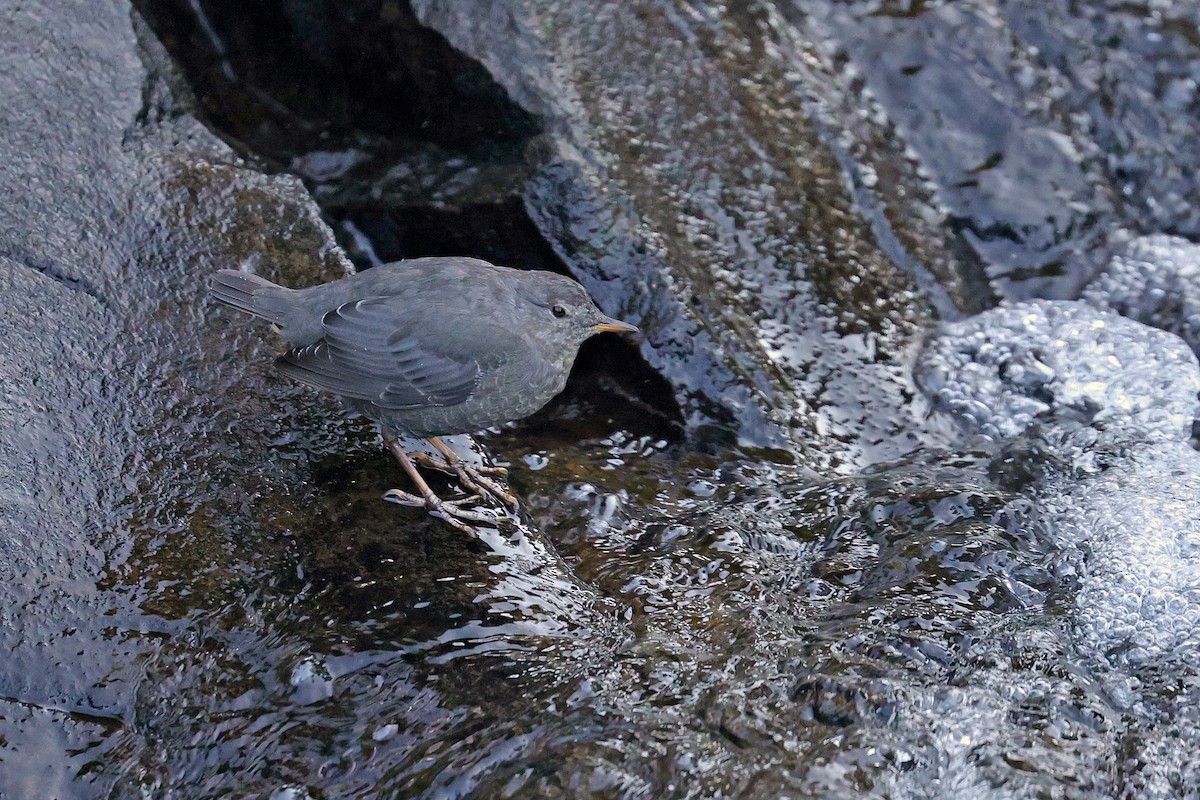 American Dipper - ML606053791