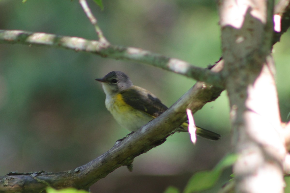 American Redstart - ML606053971