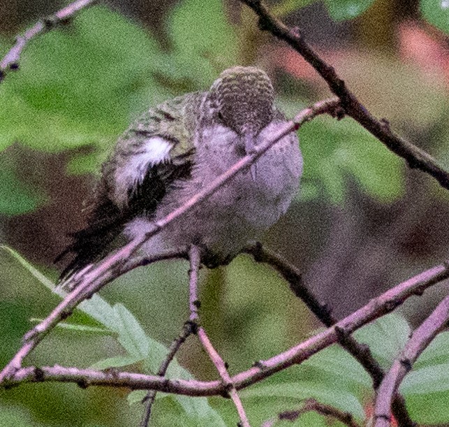 Ruby-throated Hummingbird - ML606054991