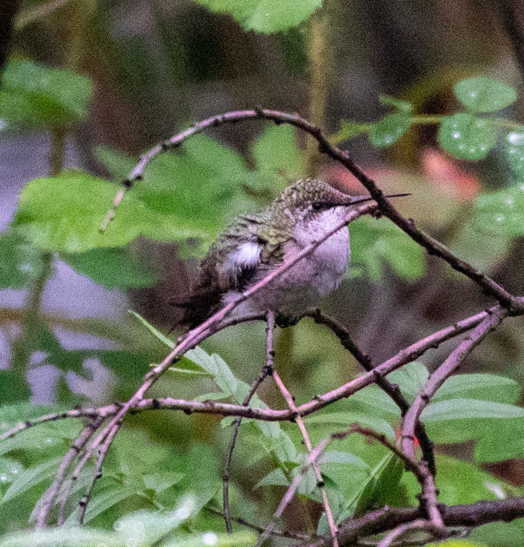 Ruby-throated Hummingbird - ML606055001