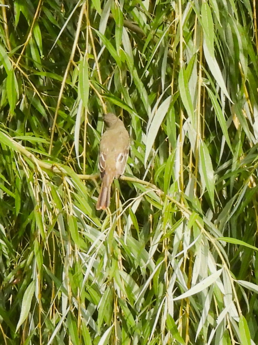 Great Crested Flycatcher - ML606055761