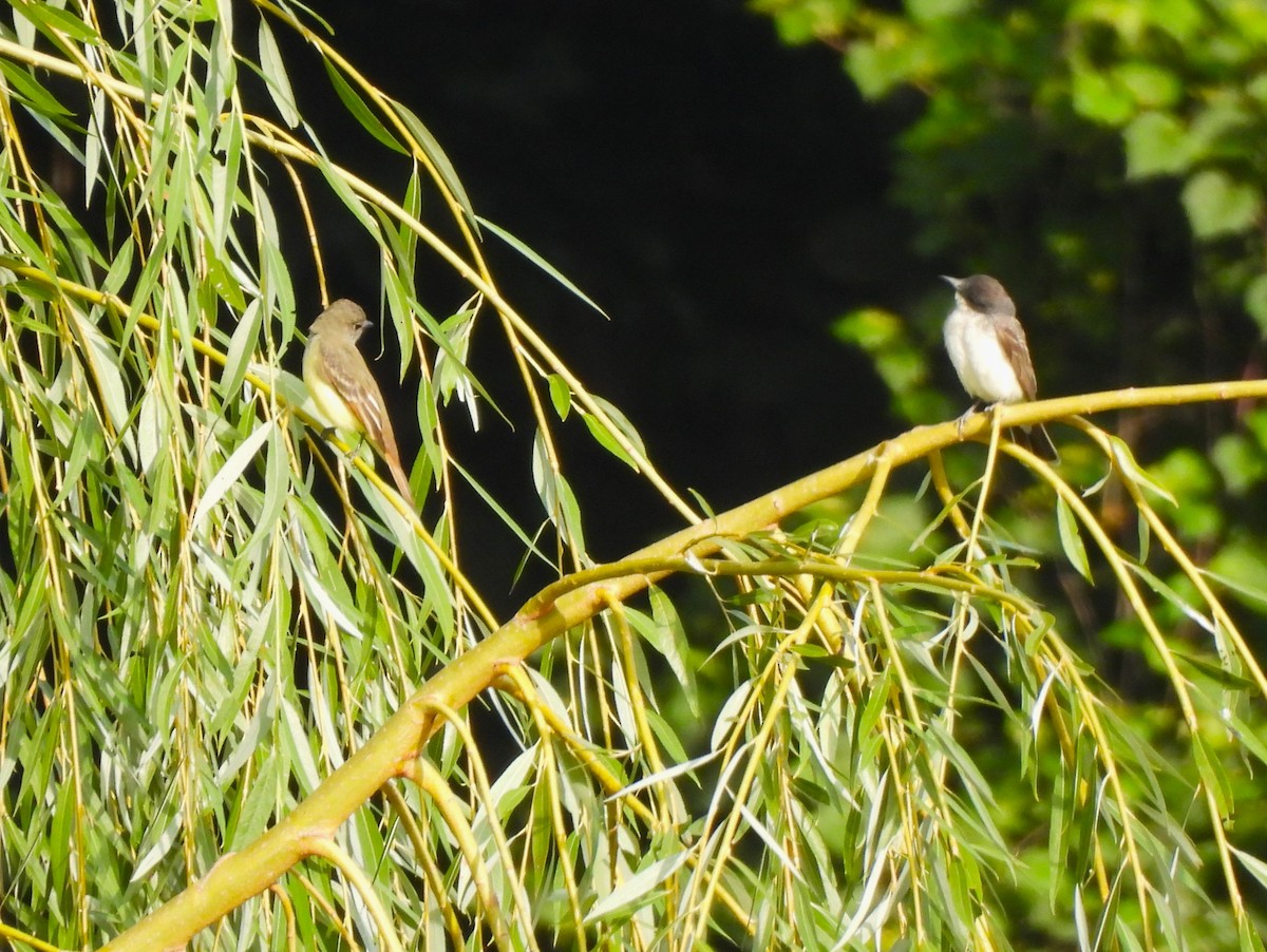 Great Crested Flycatcher - Jennifer Wilson-Pines