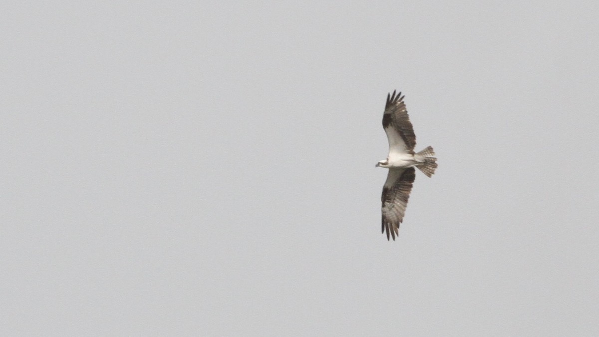 Osprey (carolinensis) - ML60605591