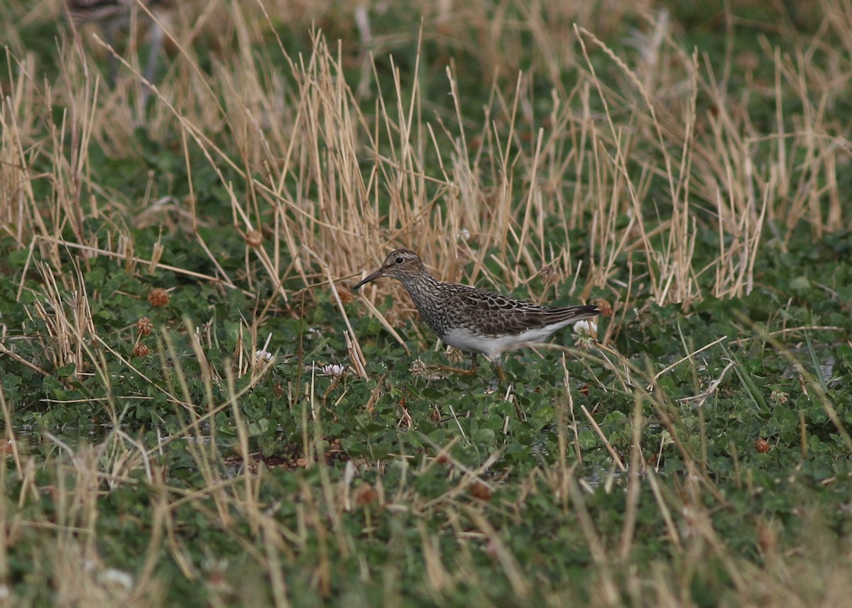 Bécasseau à poitrine cendrée - ML606056231