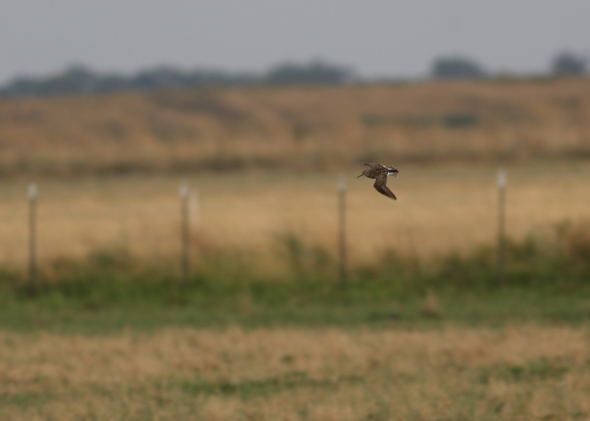 Bécasseau à poitrine cendrée - ML606056261