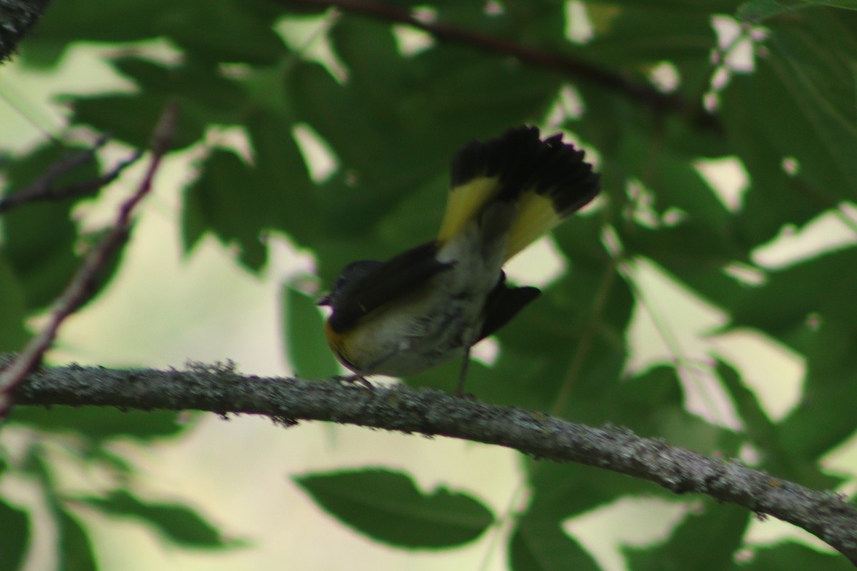 American Redstart - ML606056821
