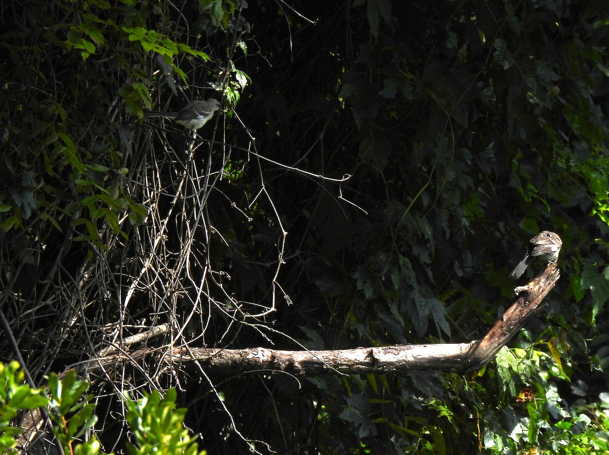 Northern Mockingbird - ML606056891