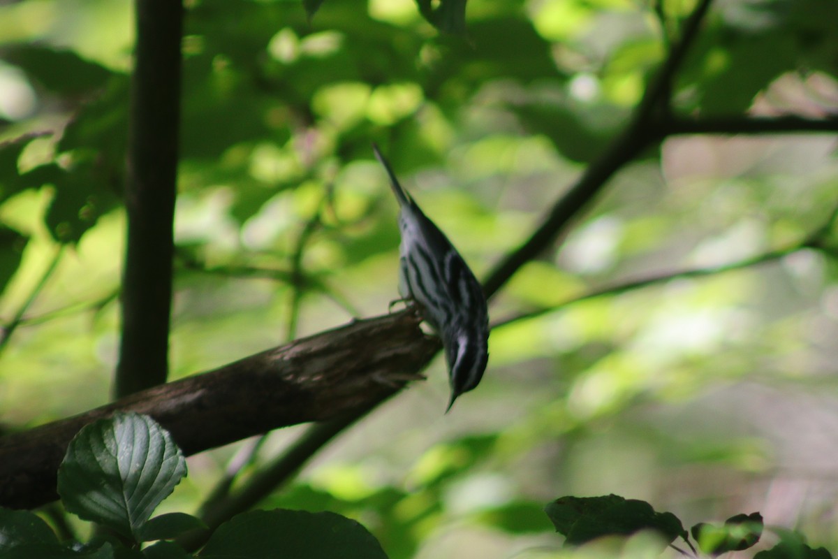 Black-and-white Warbler - ML606057101