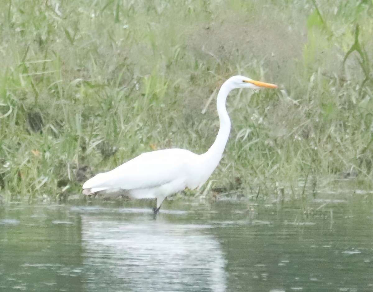 Great Egret - ML606057261