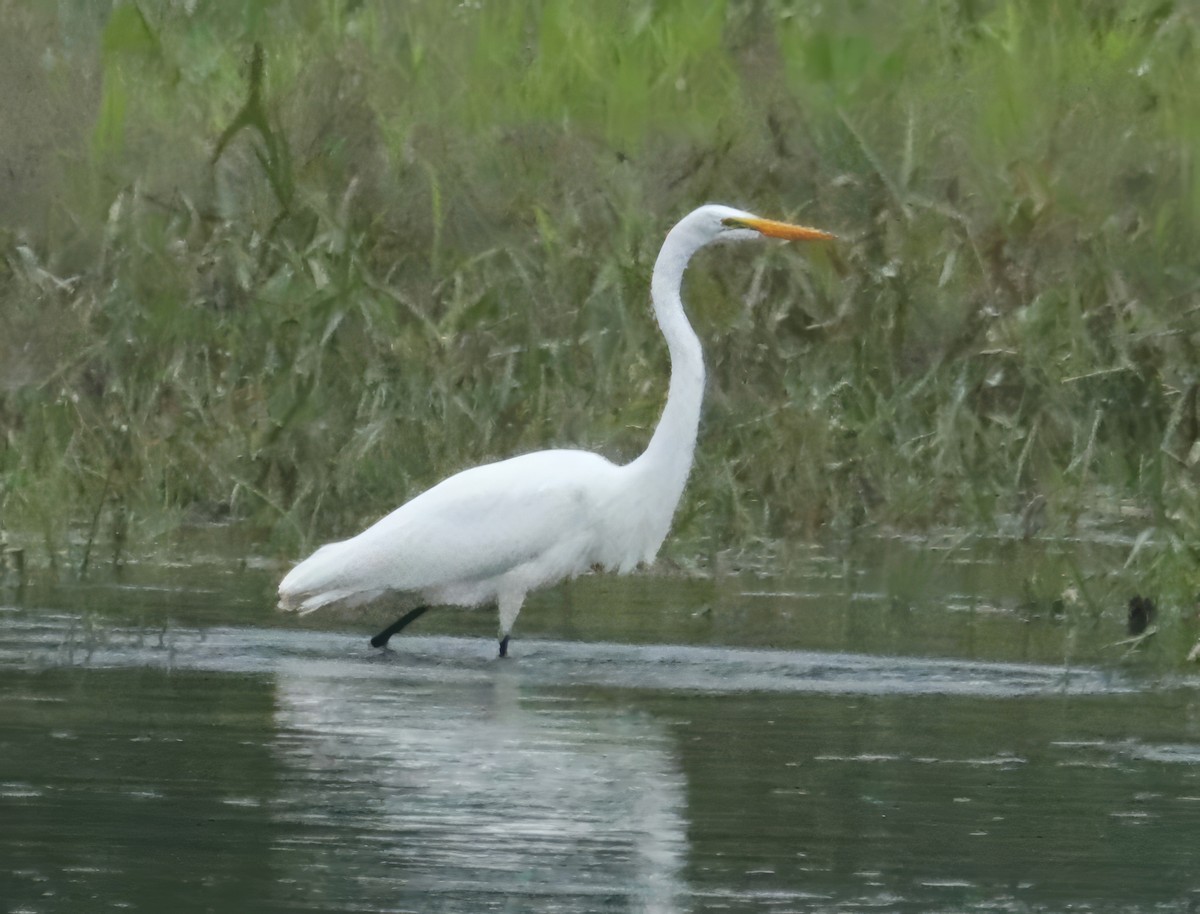 Great Egret - ML606057271