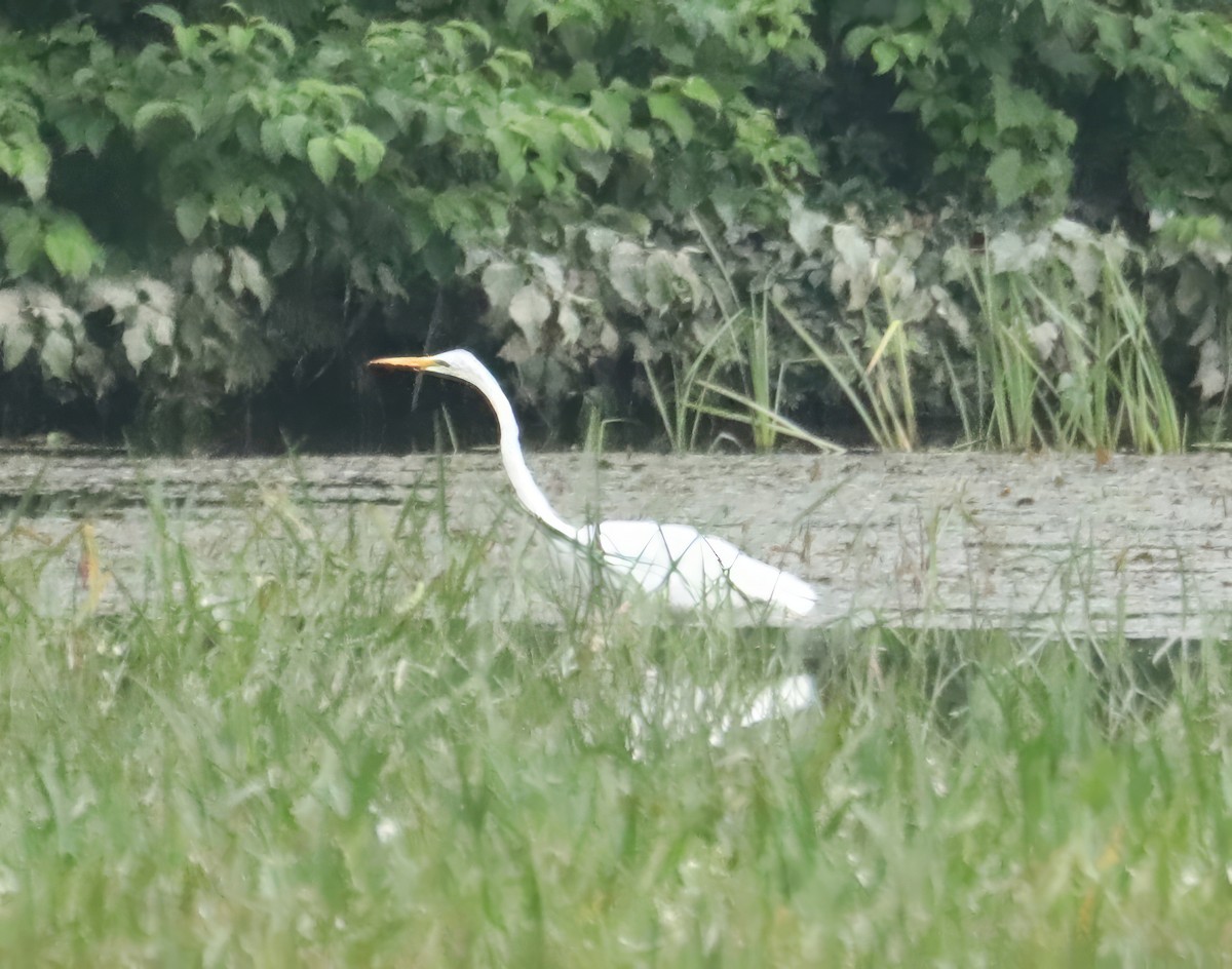 Great Egret - ML606057281