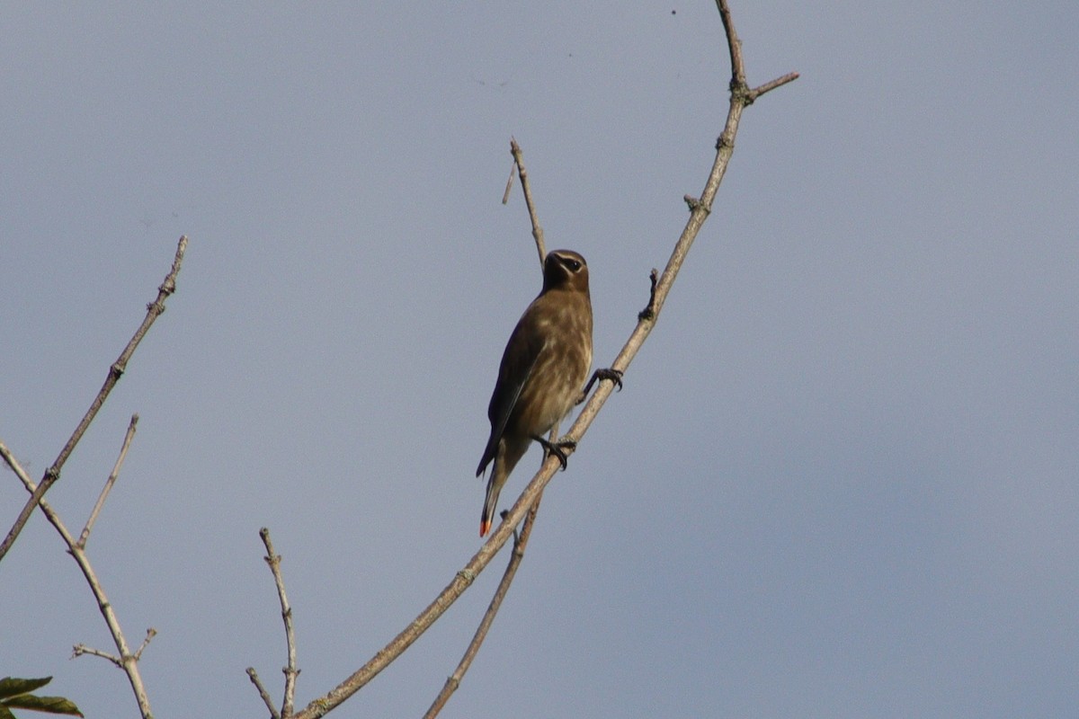 Cedar Waxwing - ML606057341