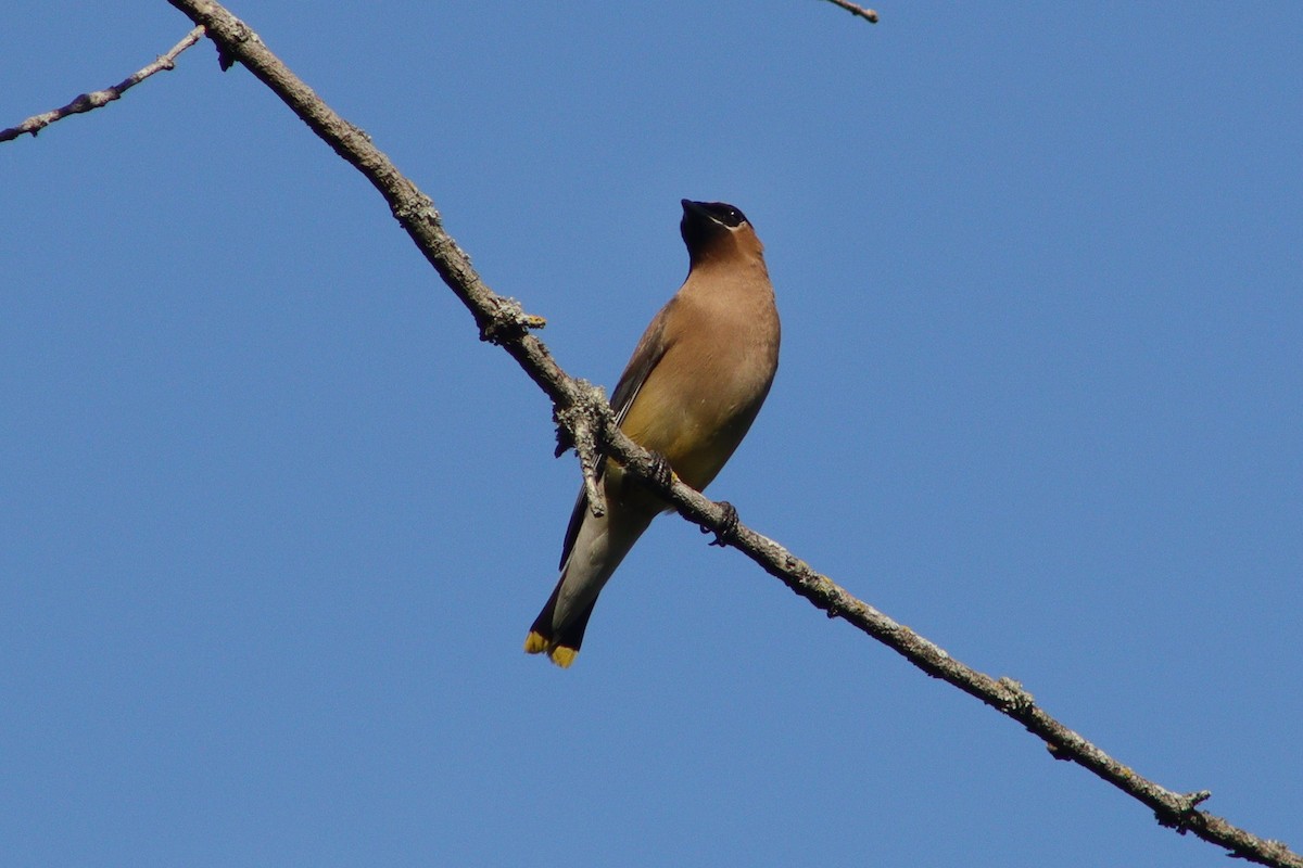 Cedar Waxwing - ML606057351