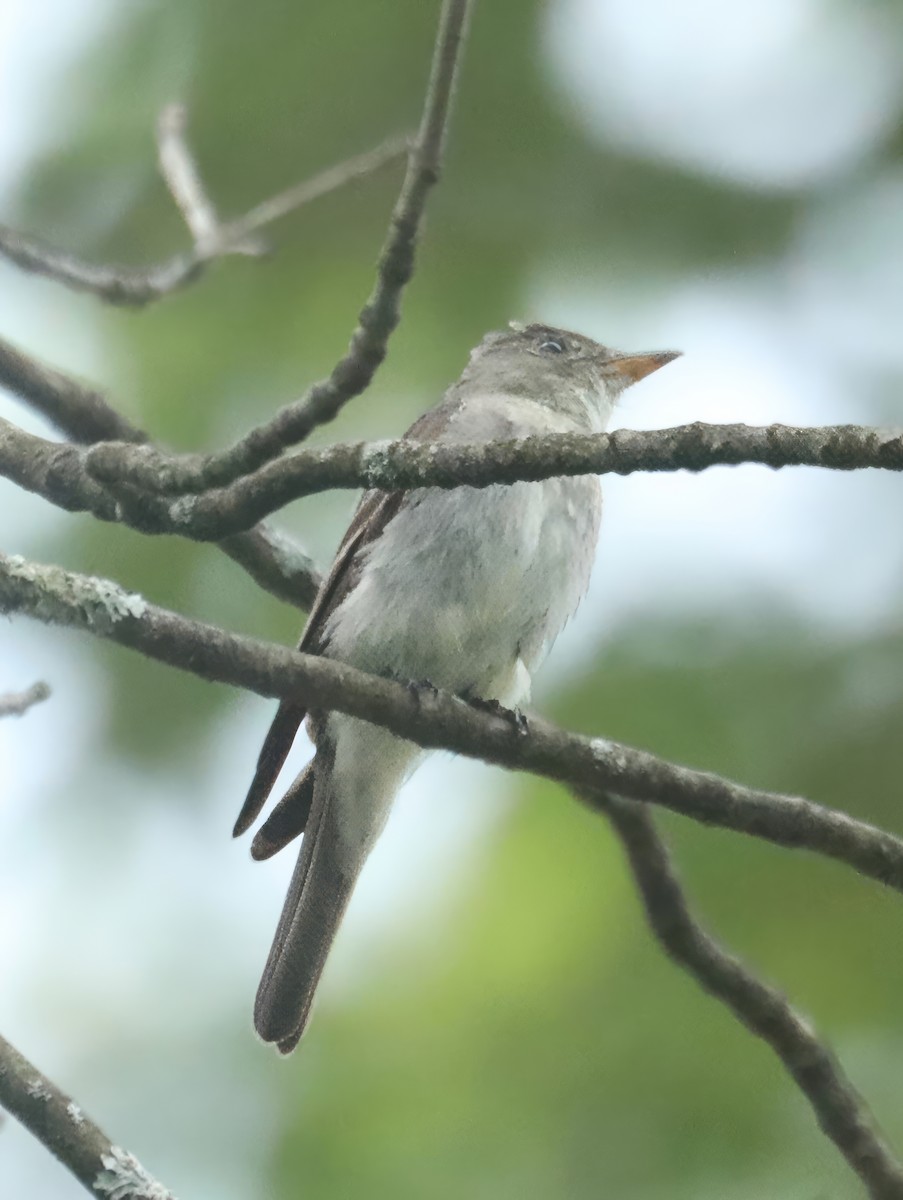 Eastern Wood-Pewee - ML606057631