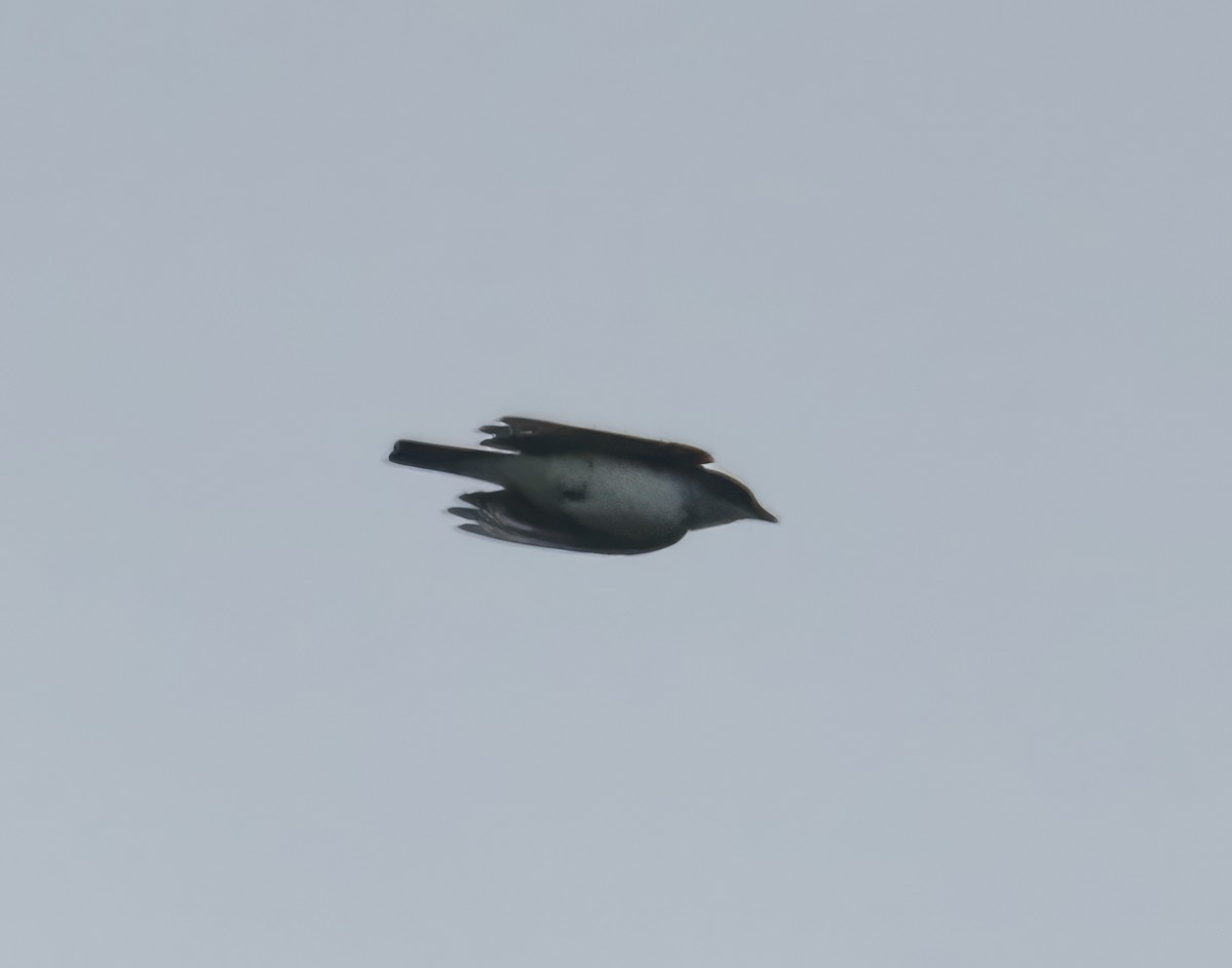 Eastern Kingbird - ML606058241