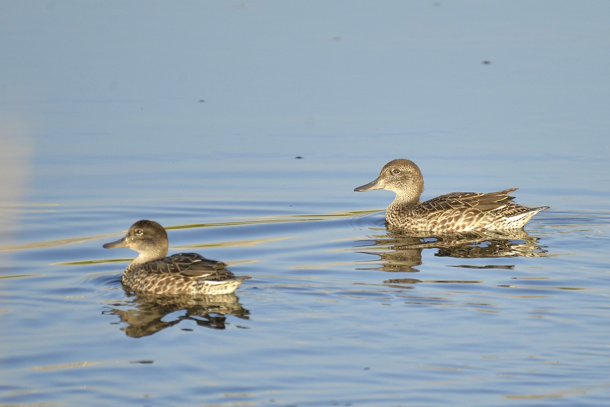 Green-winged Teal (American) - ML606058441