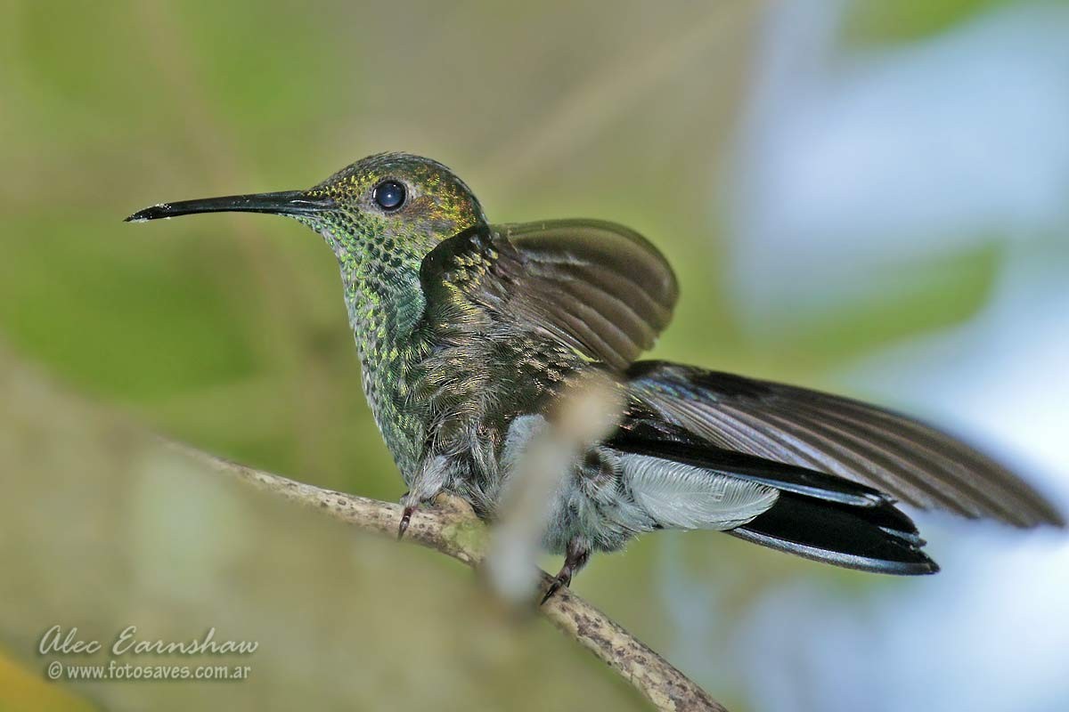 White-vented Plumeleteer - Alec Earnshaw