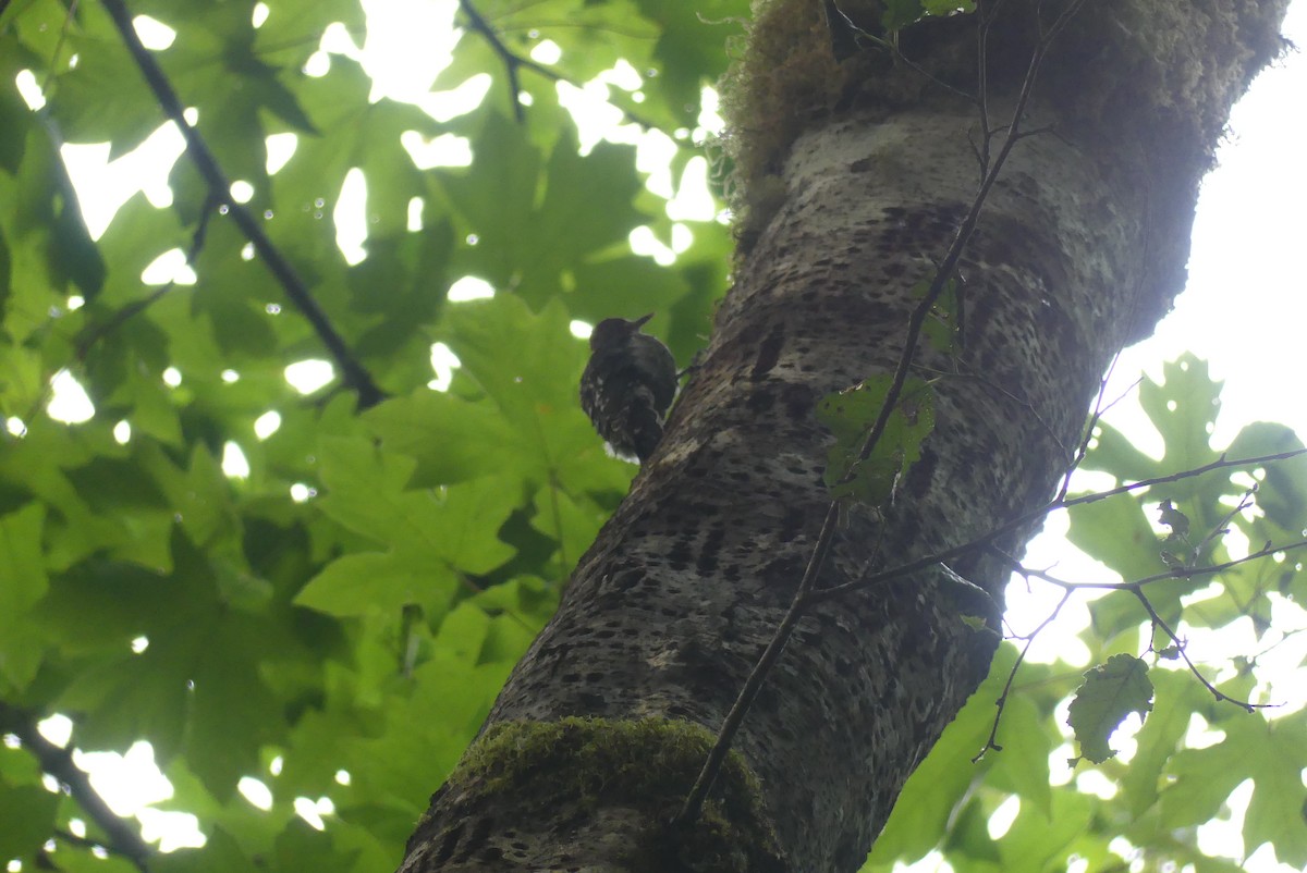 Red-breasted Sapsucker - ML606059331