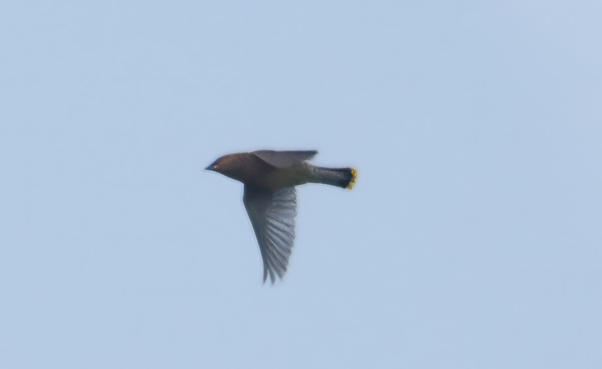 Cedar Waxwing - ML606059921