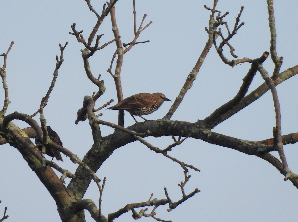 European Starling - ML606060011