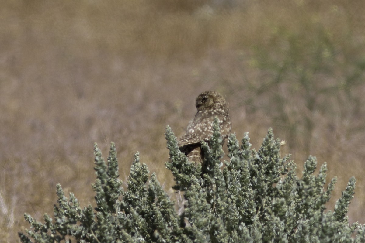 Burrowing Owl - ML606060071