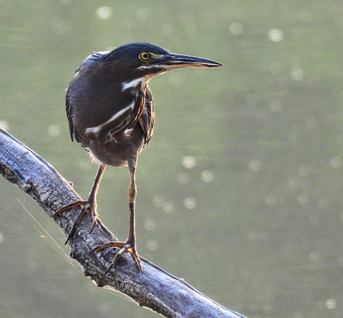 Green Heron - ML606060101