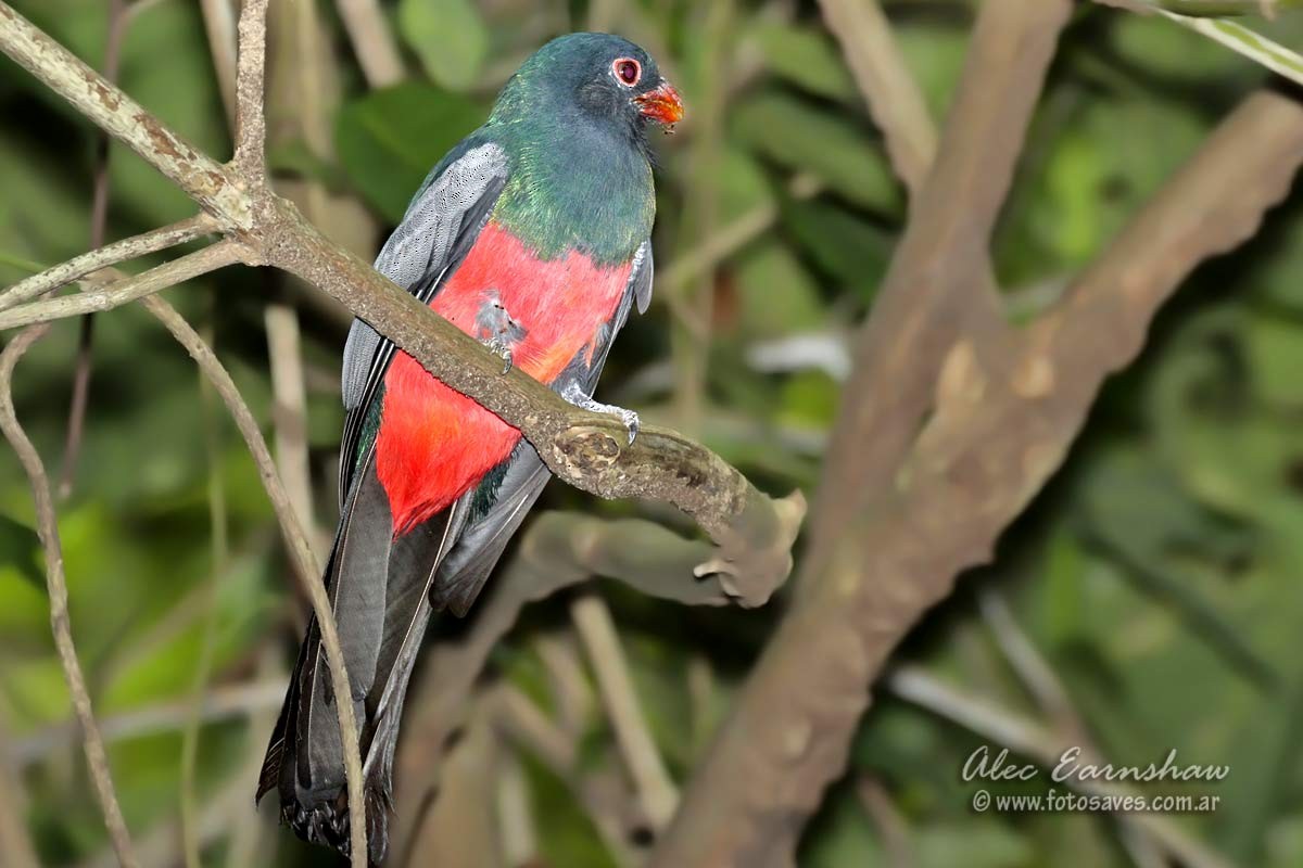 Slaty-tailed Trogon - ML60606011