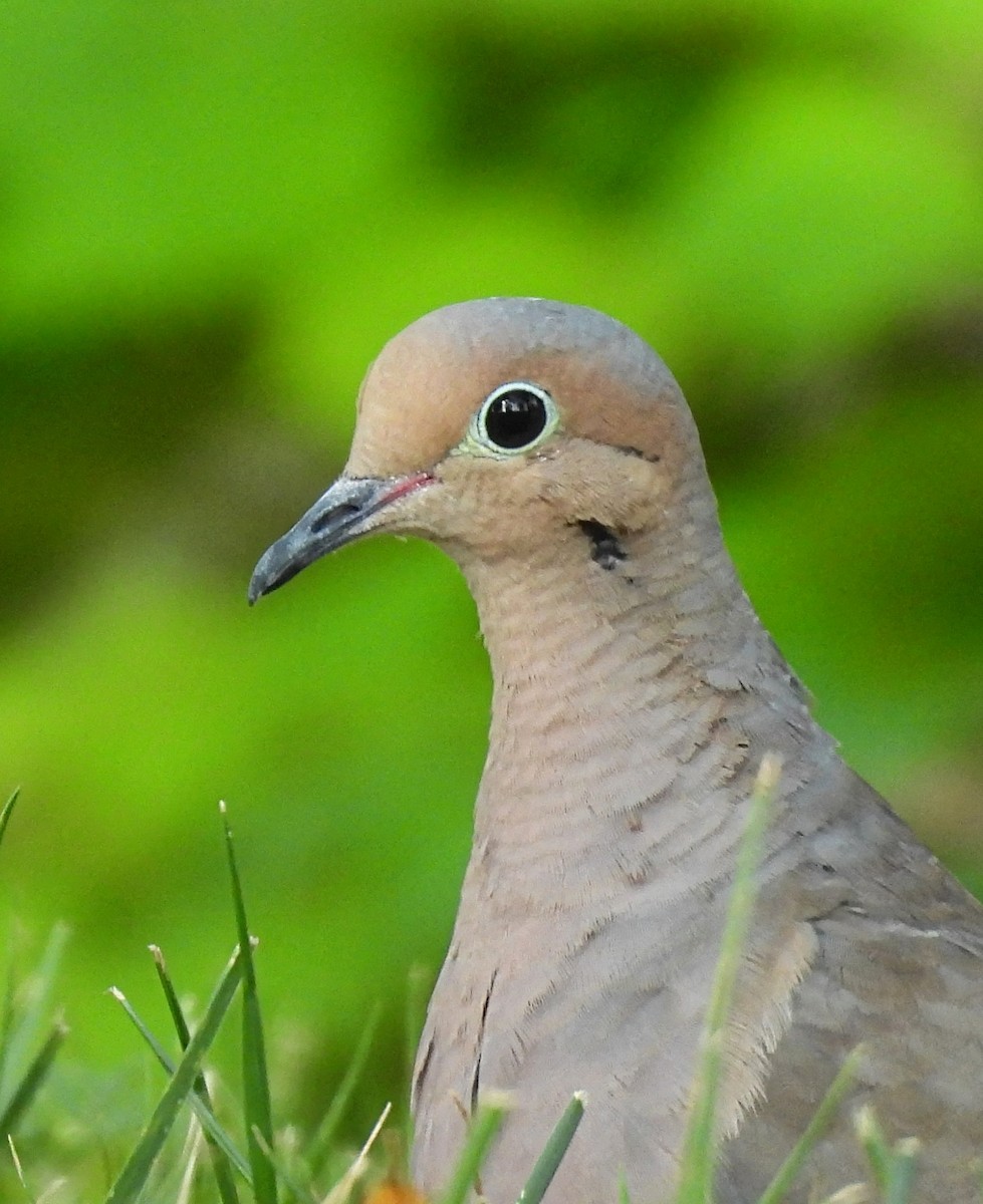 Mourning Dove - Katey Buster