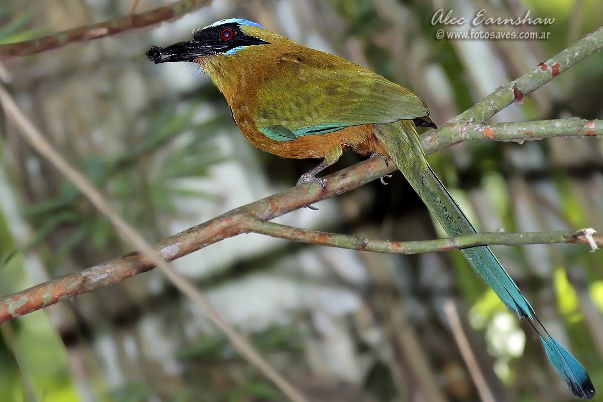 Whooping Motmot - ML60606071