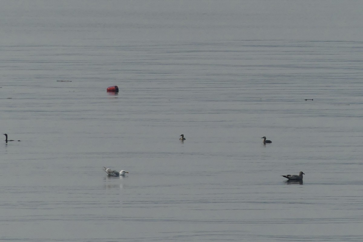 Red-necked Grebe - ML606061041