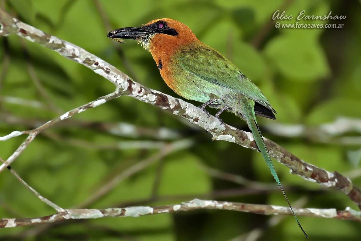 Broad-billed Motmot - ML60606121