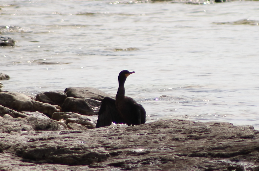 Double-crested Cormorant - ML606061251