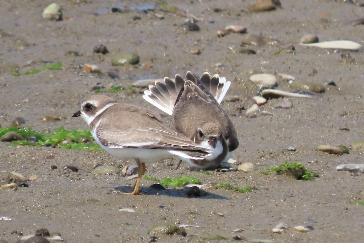 Semipalmated Plover - ML606061921