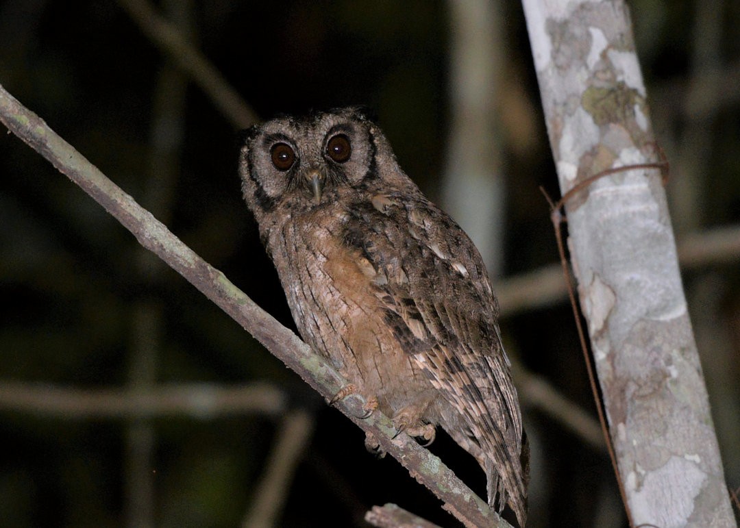 Tawny-bellied Screech-Owl - Júlio César Machado