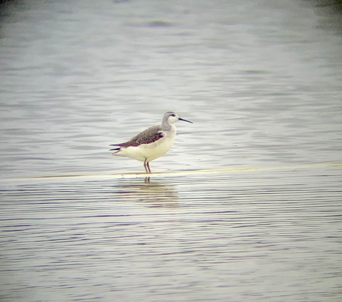 Wilson's Phalarope - ML606062301