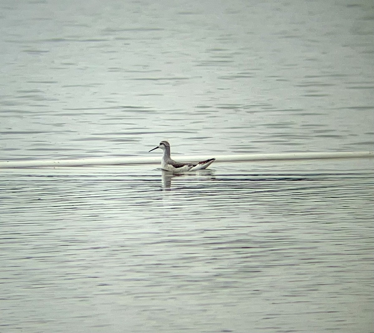 Wilson's Phalarope - ML606062311