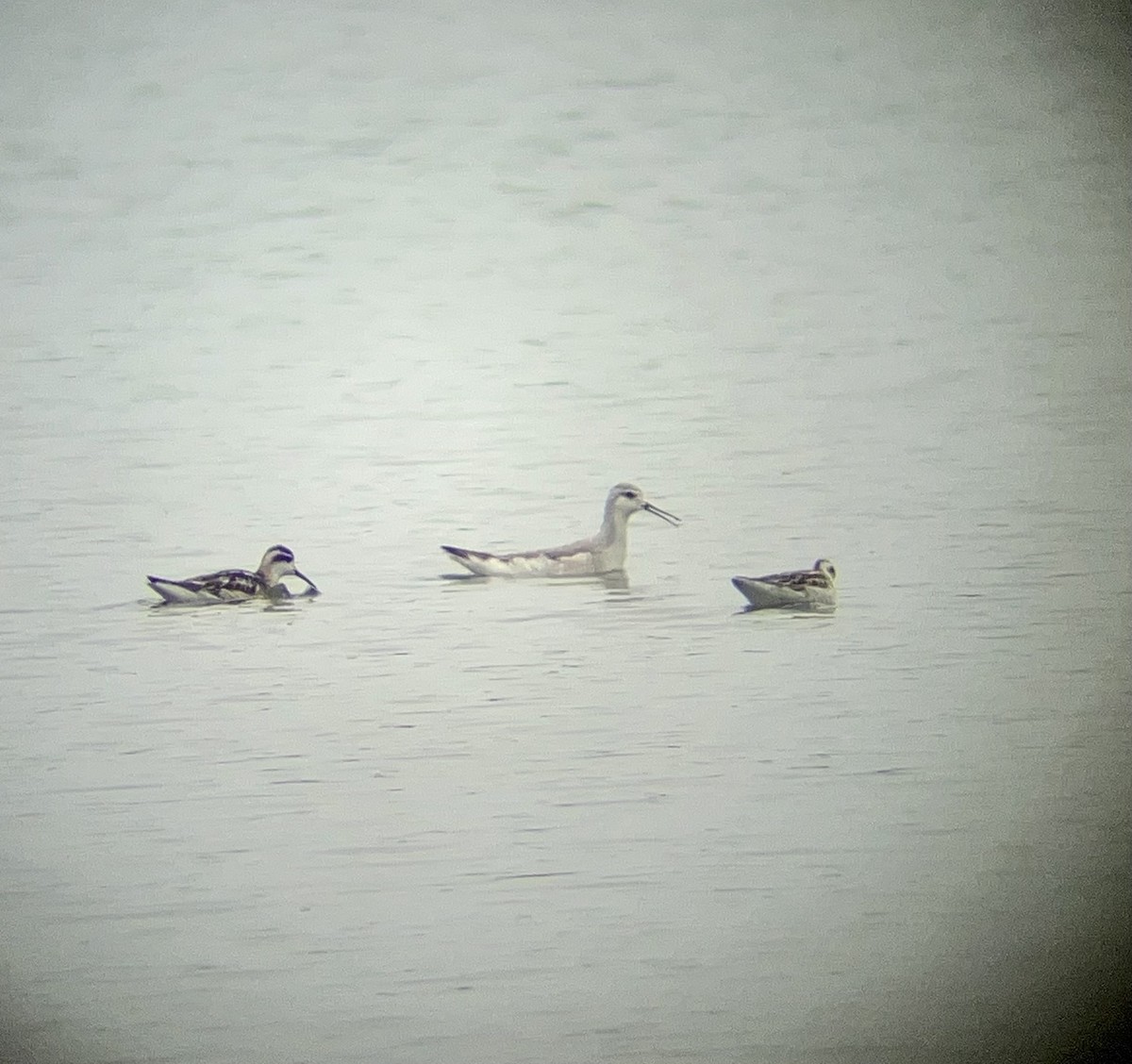 Wilson's Phalarope - ML606062321