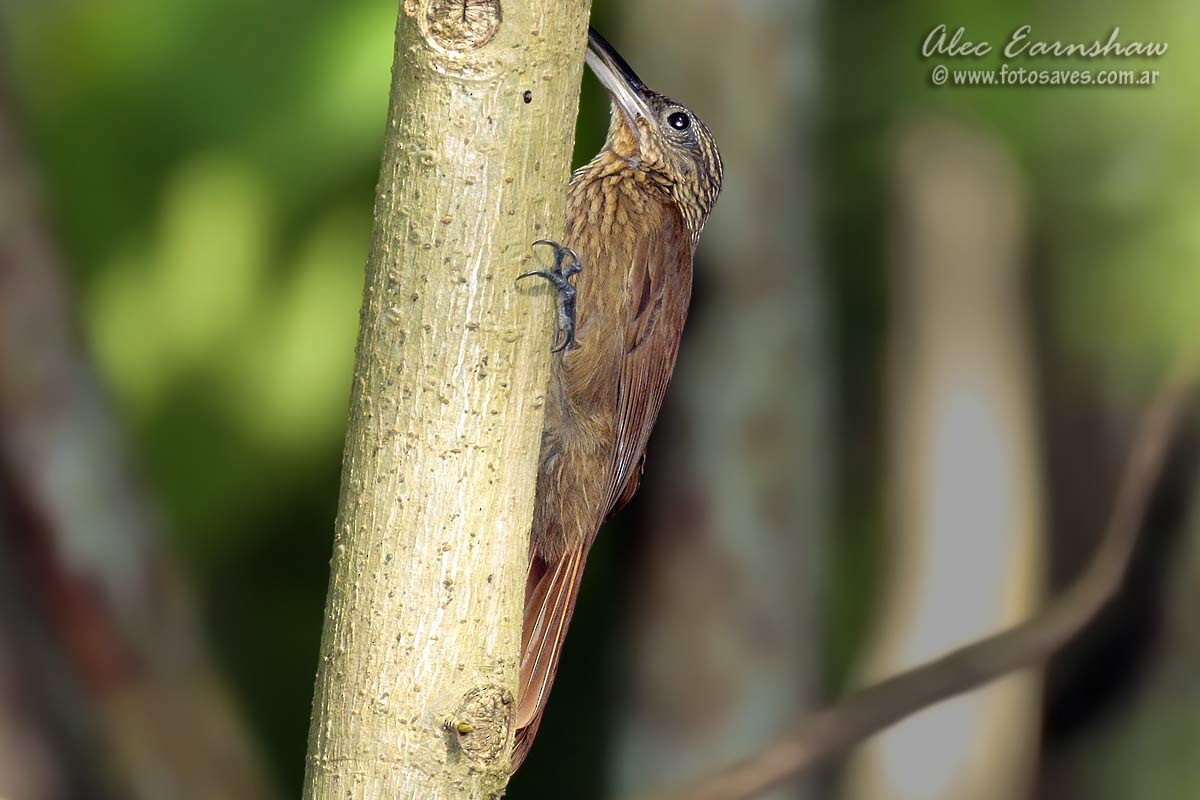 Cocoa Woodcreeper - ML60606251