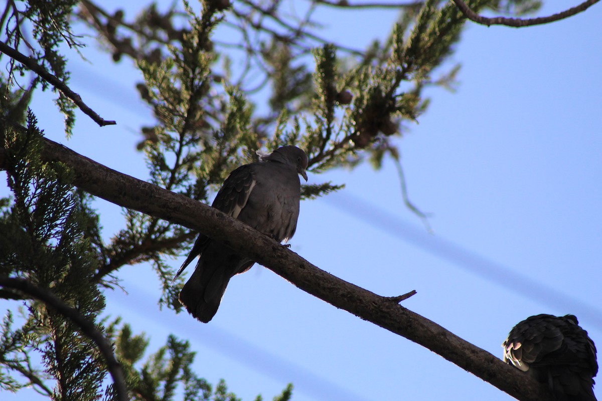 Spot-winged Pigeon - Natta Camila