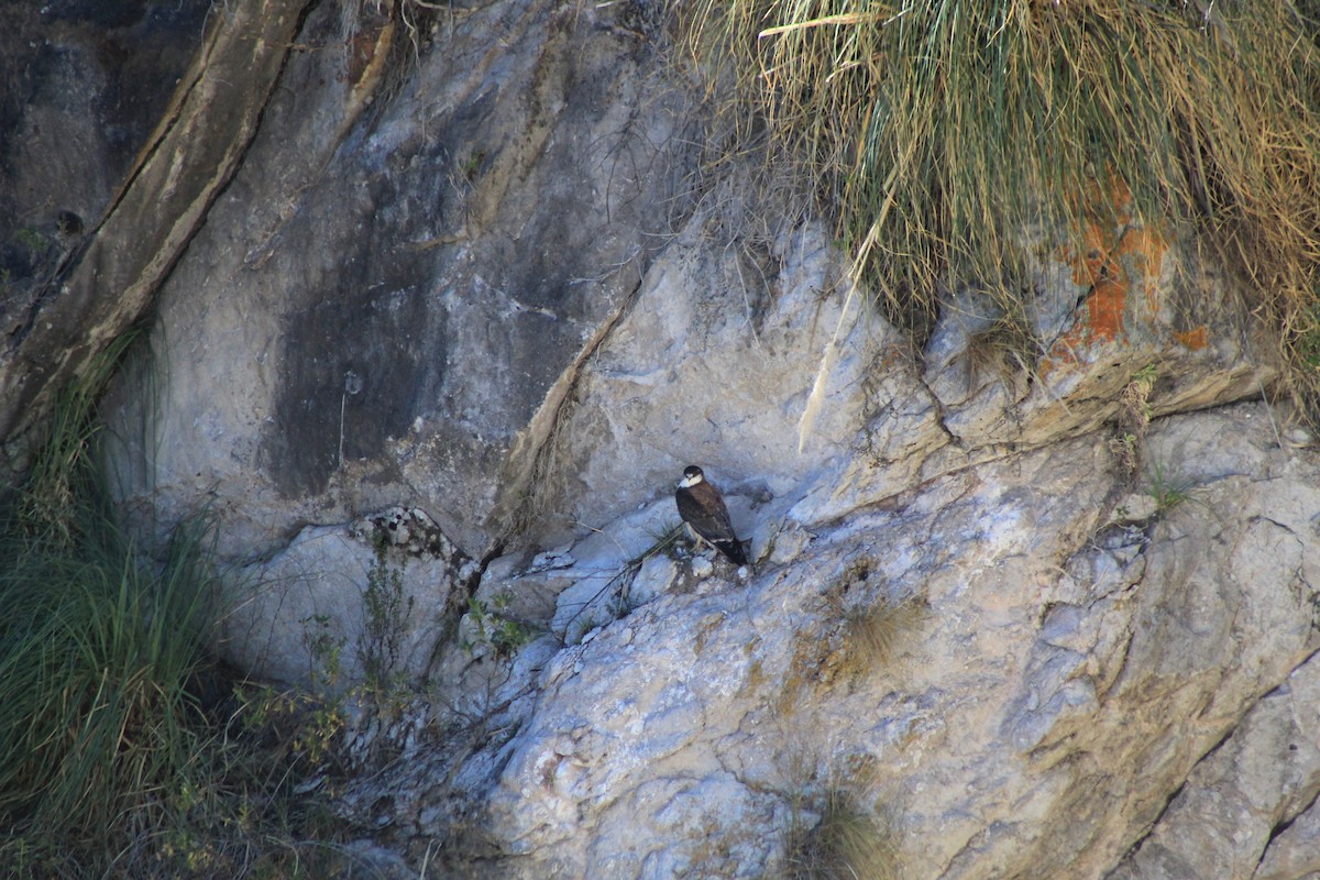 Variable Hawk - Natta Camila