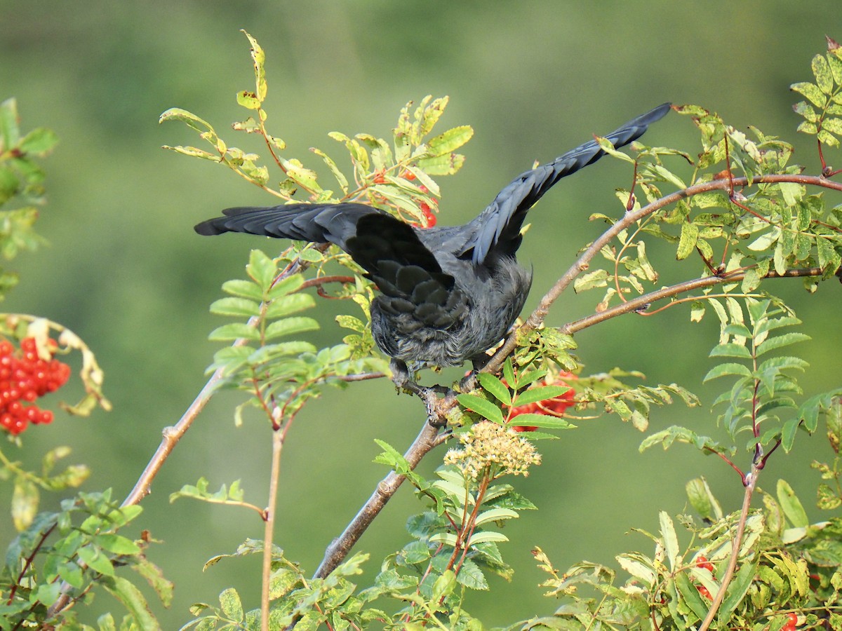 Eurasian Jackdaw - ML606063531