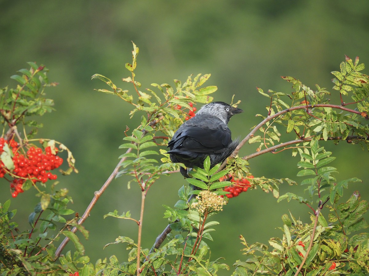 Eurasian Jackdaw - ML606063541