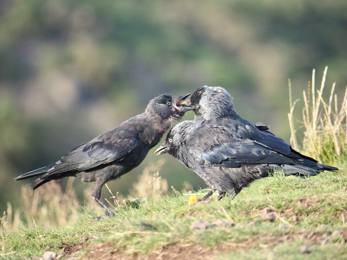 Eurasian Jackdaw - ML606063551