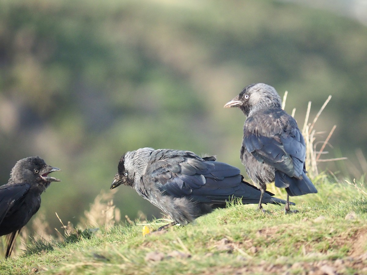 Eurasian Jackdaw - ML606063561