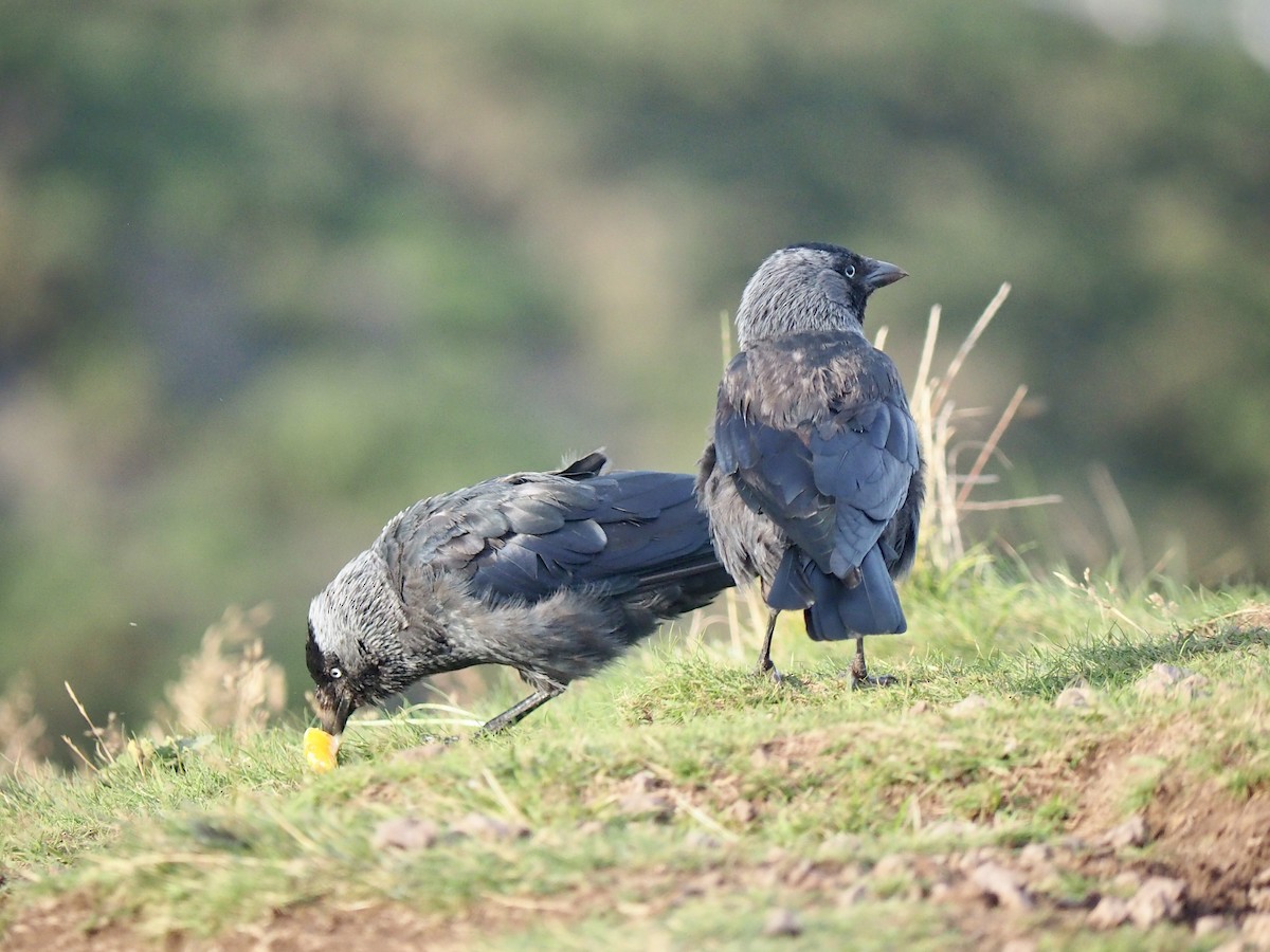 Eurasian Jackdaw - ML606063571