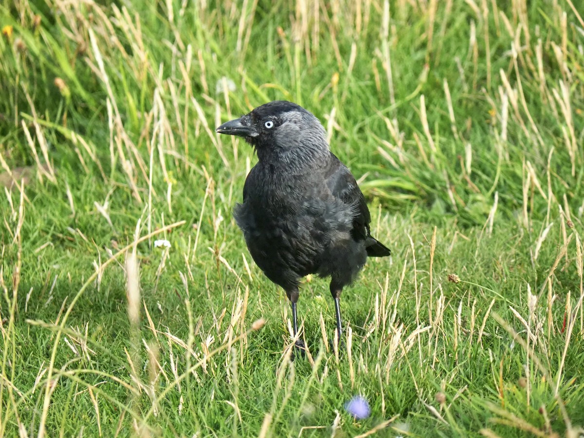 Eurasian Jackdaw - ML606063581