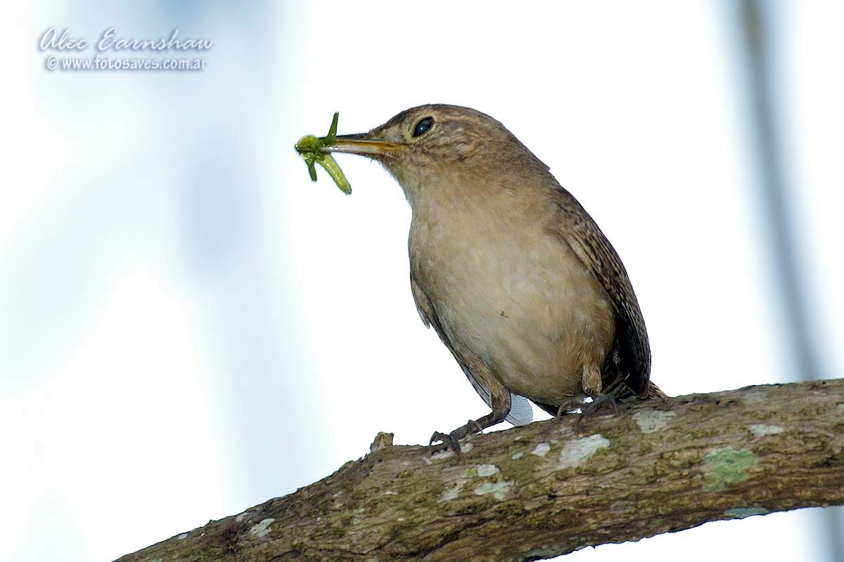 House Wren - ML60606381